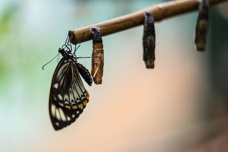 Closed wing butterfly near cocoons, at restの写真素材