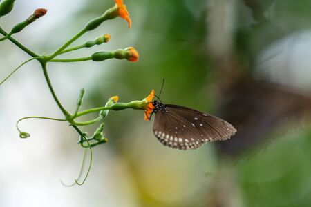 Tropical colorful butterflies in EDINBURGH BUTTERFLY and INSECT WORLD.Selected focusの写真素材