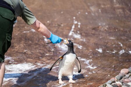 The woman feeds penguins.The gentoo penguin Pygoscelis papua is a penguin species in the genus Pygoscelisの写真素材
