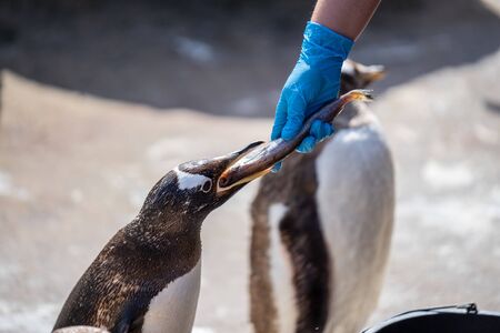 The woman feeds penguins.The gentoo penguin Pygoscelis papua is a penguin species in the genus Pygoscelisの写真素材