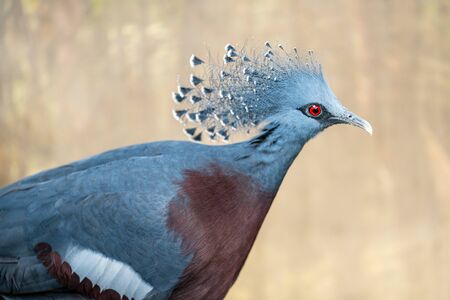 The Victoria crowned pigeon ,Goura victoria is a large, bluish-grey pigeon with elegant blue lace-like crests, maroon breast, and red irisesの写真素材
