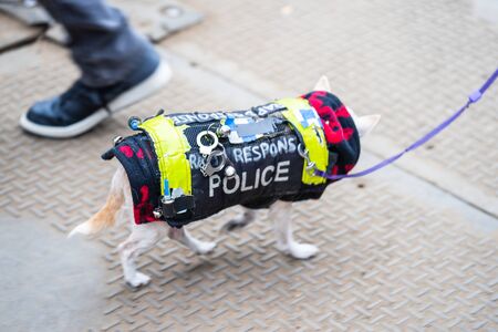 Funny Dog Costumes. Best Dog and Puppy Costume Idea.Soft focus.の写真素材