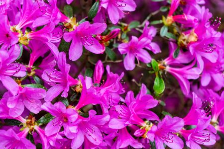 Beautiful Purple Azalea flowers at Kew Gardens. Floral background.の写真素材
