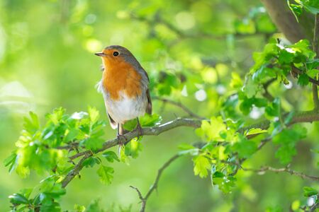 The European robin, Erithacus rubecula, known simply as the robin or robin redbreast in the British...