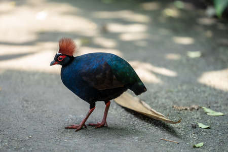 The crested partridge, Rollulus rouloul, also known as the crested wood partridge, roul-roul, red-crowned wood partridge, green wood quail or green wood partridgeの写真素材