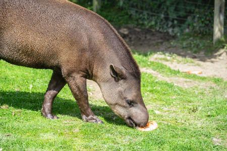 South American tapir, Tapirus terrestris, also called Brazilian tapir, Amazonian tapir, maned tapir, Lowland tapirの写真素材