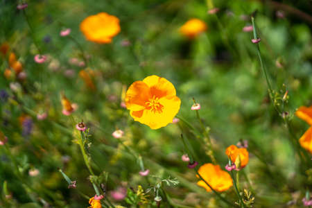 Papaver somniferum, commonly known as the opium poppy or breadseed poppy, is a species of flowering...