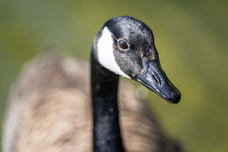 Canada goose Branta canadensis is a large wild goose species with a black head and neck, white cheeks, white under its chin, and a brown bodyの写真素材