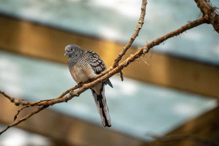 Magnificent bright multi-colored tropical bird sitting on a tree branchの写真素材
