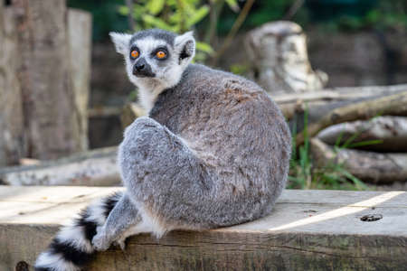 The ring-tailed lemur, Lemur catta is a large strepsirrhine primate and the most recognized lemur due to its long, black and white ringed tailの写真素材