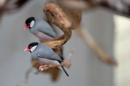 The Java sparrow, Lonchura oryzivora, also known as Java finch, Java rice sparrow or Java rice bird