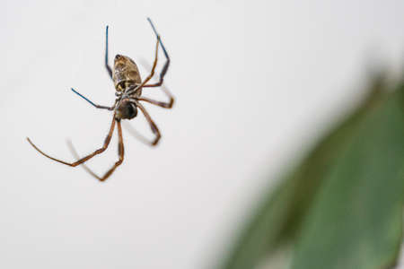 An arachnid sits in its web.Selective focus
