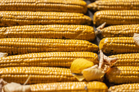 Background created from artificial corn cobs. Concept of autumn harvestの写真素材