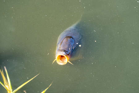 Carp threw his head out of the water and asks for a food
