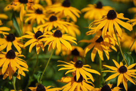 Rudbeckia hirta, commonly called black-eyed Susan, is a North American flowering plant in the...