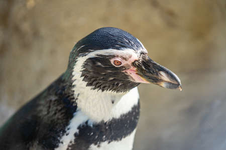 Humboldt penguin aka Spheniscus humboldti is a South American penguin living mainly in the Pinguino de Humbold National Reserve in the North of Chileの写真素材