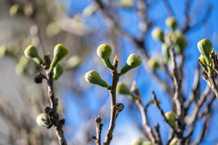 A fig plant. The fig is the edible fruit of Ficus carica.の写真素材