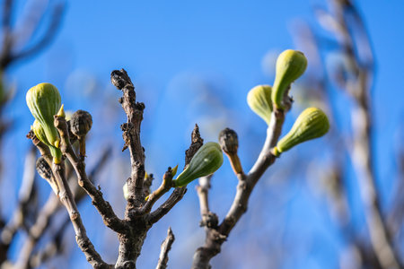 A fig plant. The fig is the edible fruit of Ficus carica.の写真素材