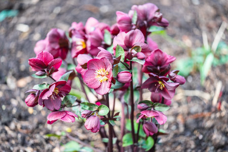 Maroon hellebore, lenten rose, Helleborus Merlin, blooming in a gardenの写真素材