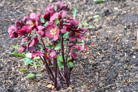Maroon hellebore, lenten rose, Helleborus Merlin, blooming in a gardenの写真素材