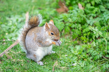 Squirrel in the city park receives nuts from tourists.の写真素材