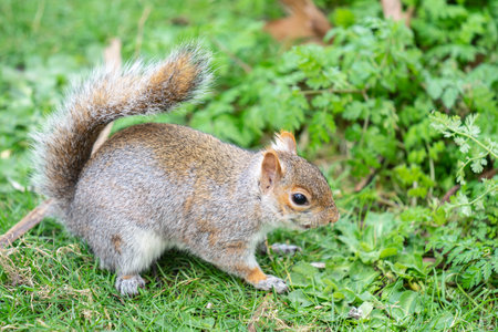 Squirrel in the city park receives nuts from tourists.の写真素材