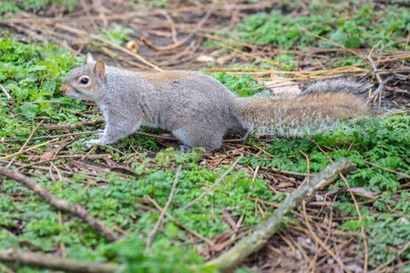 Squirrel in the city park receives nuts from tourists.の写真素材