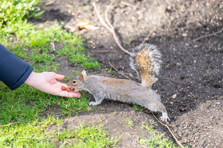 Squirrel in the city park receives nuts from tourists.の写真素材