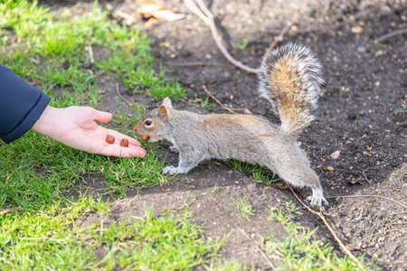 Squirrel in the city park receives nuts from tourists.の写真素材