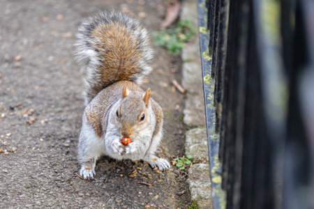 Squirrel in the city park receives nuts from tourists.の写真素材
