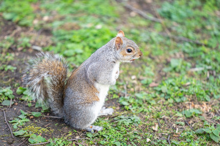 Squirrel in the city park receives nuts from tourists.の写真素材