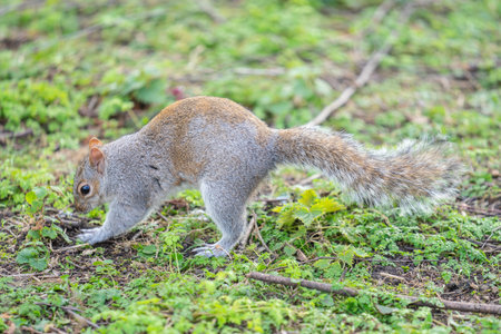 Squirrel in the city park receives nuts from tourists.の写真素材