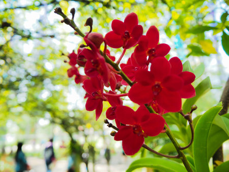 Red Orchids, Focus on Flower, Abstract Nature Backgroundの写真素材