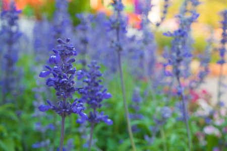 Closeup Blue Salvia in Garden