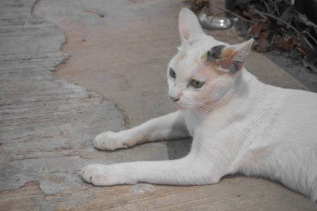 White cat yellow eye, Thailand Asiaの写真素材