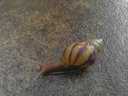 Snail moving on the floor, After rain, Focus on Snailの写真素材