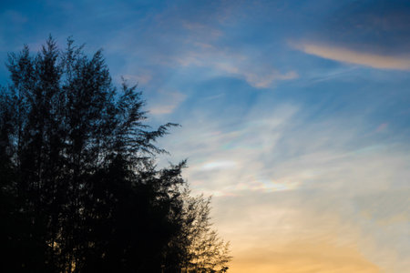 Light of sunset and Silhouette Tree at Somdet, Kalasin, Thailandの写真素材
