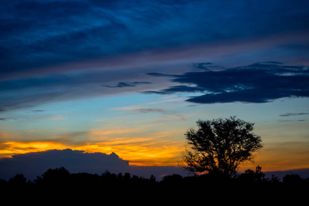 Sunset twilight time with silhouette tree at Somdet Kalasin Thailandの写真素材