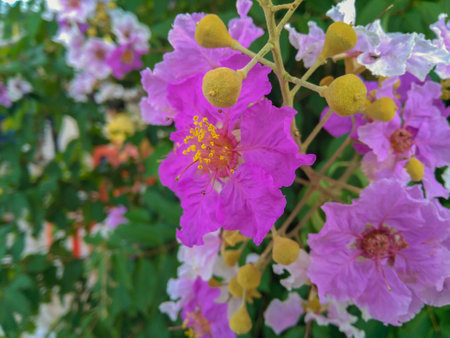 Lagerstroemia speciosa flower, Focus center of pictureの写真素材