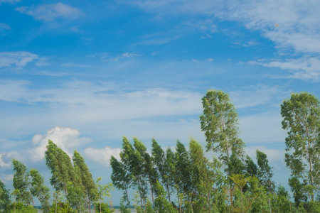 Trees to bend (with the wind), Thailand Asiaの写真素材