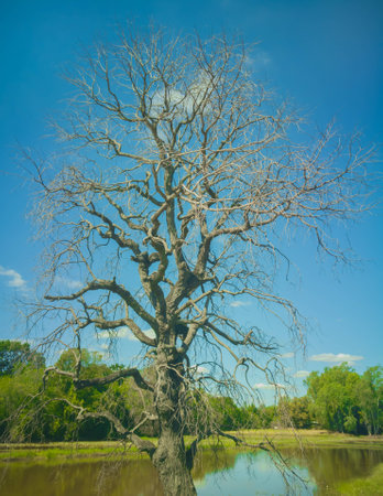 Dead trees on nature environment, Asia Thailandの写真素材