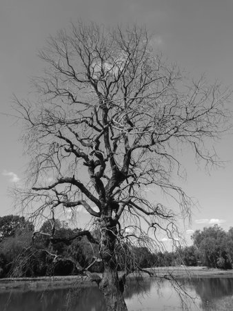 Dead trees on nature environment, Monochrome picture