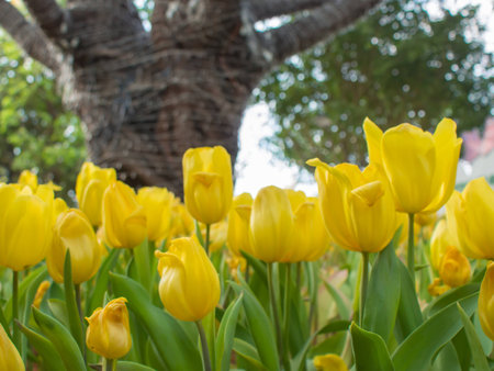 Yellow tulip garden on blur background, Chiang Rai Thailandの写真素材