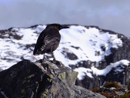Bird on rockの写真素材