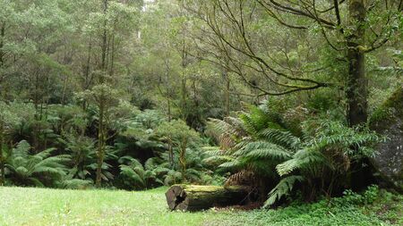 Rainforestの写真素材