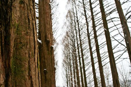 Pine Tree at Nami Island, Koreaの写真素材