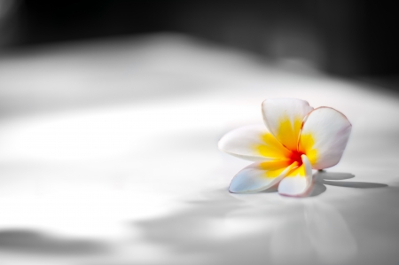 White flower on black and white backgroundの写真素材