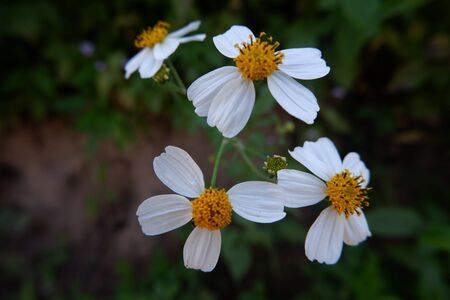 The bright white  flower is called Baidens pilosaの写真素材
