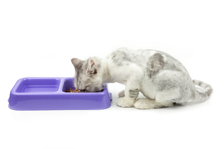 cat on white backgroundの写真素材