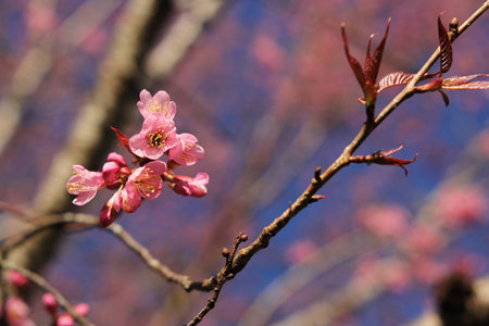 Wild Himalayan Cherryの写真素材